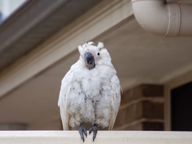 Cockatoo with beak and feather disease