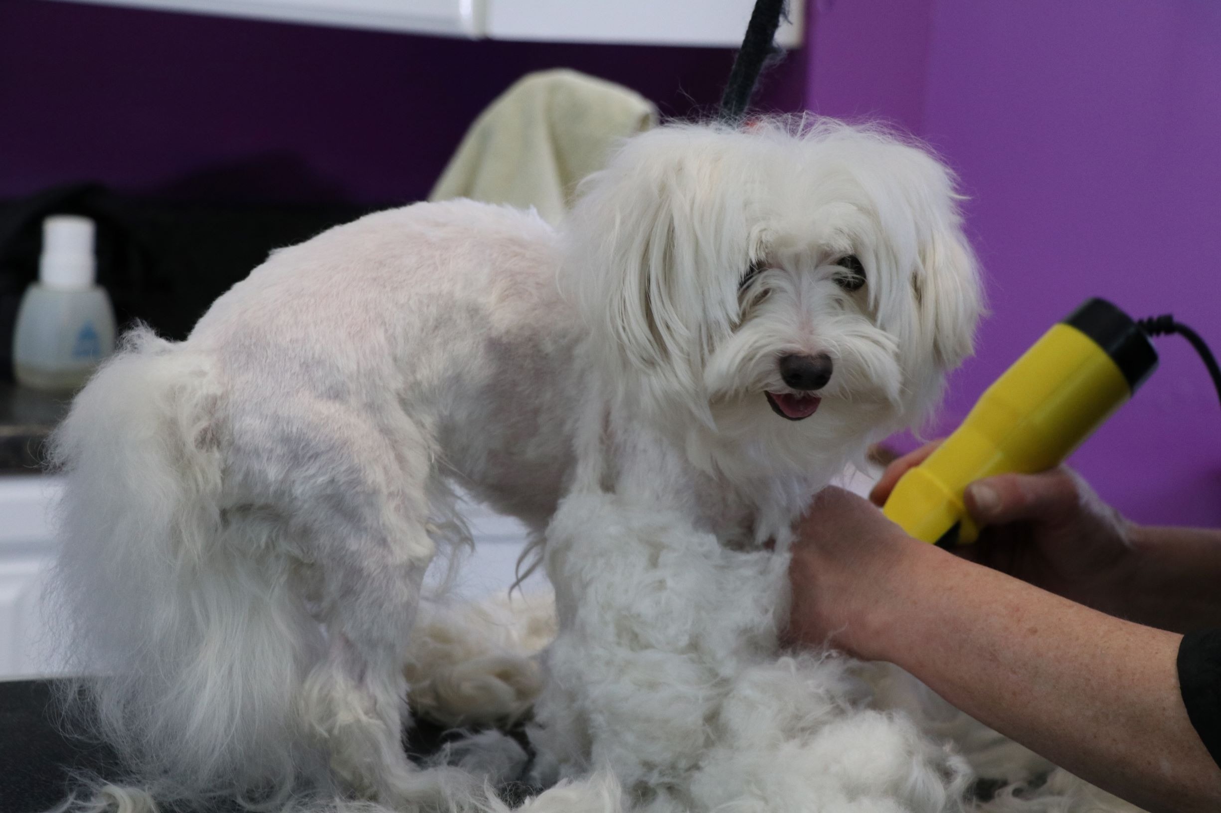 <img src="grooming.jpg" alt="The DOGfather Mobile Pet Grooming Services">