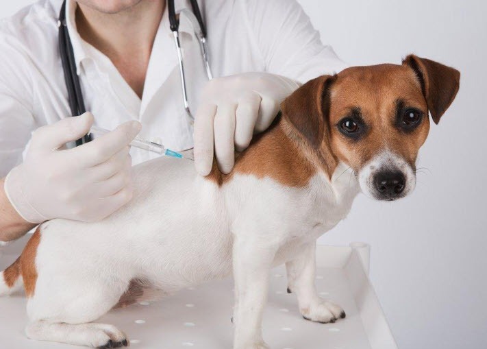 What Vaccinations Does My Dog Need?