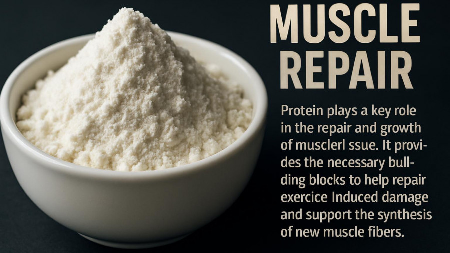 Bowl of white powder with text about reversing muscle loss in seniors.
