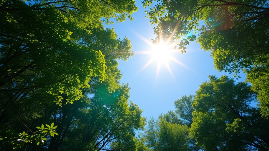 Sunshine in forest with lens flare on a clear day.