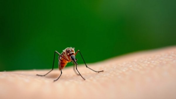 Mosnodenvir dengue protection against mosquito on skin.