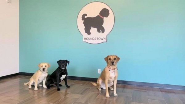 Hounds Town brings dog daycare, spa services to Northwest Austin