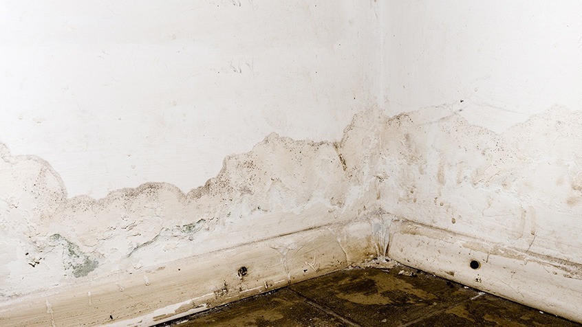expansive mold wall, decaying, visibly spreading