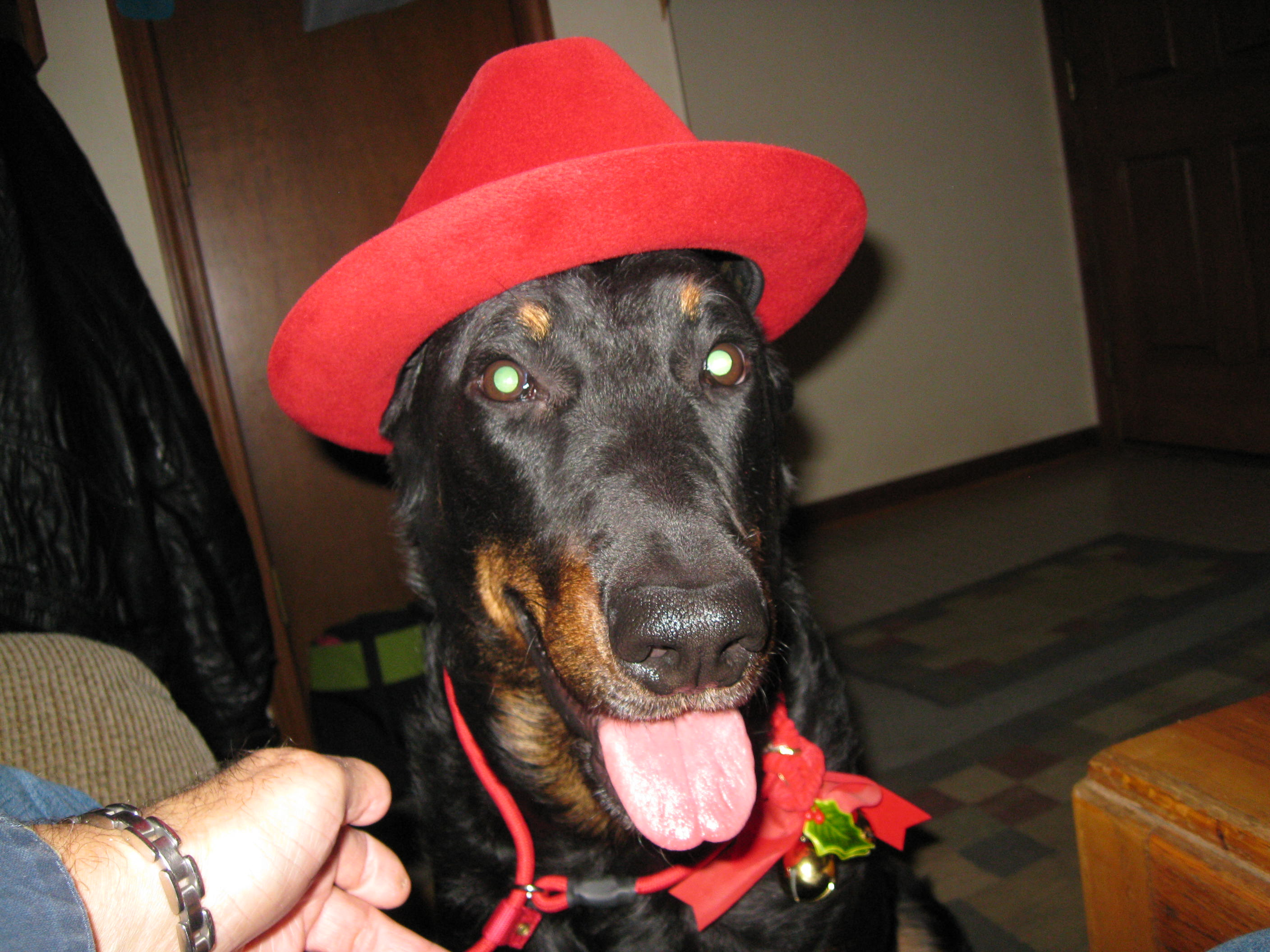 earl's K9 | kansascitydogwhisperer | 913-490-8512 | Claude |