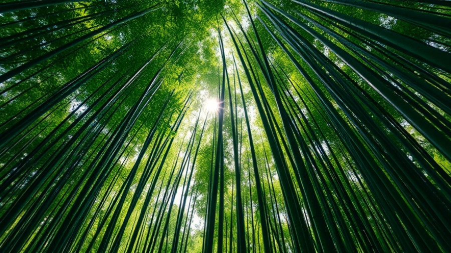 Serene bamboo forest towering upwards, vibrant and lush.