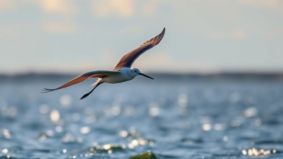 Bar-tailed godwit migration in mid-flight with water backdrop.