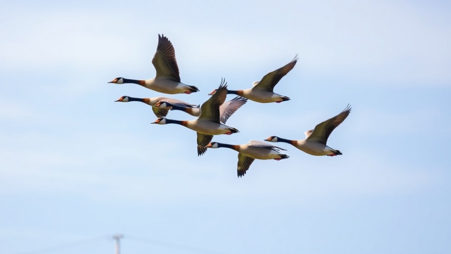 V-shaped formation of Canada geese flying in blue sky, Lessons from Canada geese