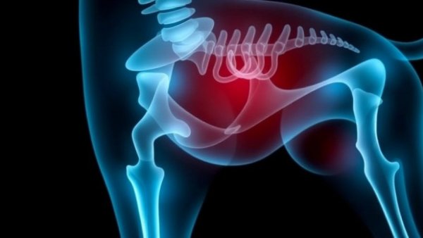 End Stage Hip Dysplasia in Dogs: Symptoms, Care, and Treatment Options