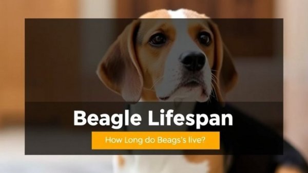 Beagle Lifespan: How Long Do Beagles Live? (Life Expectancy)