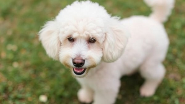 Poodle Health Problems: What Health Issues Do Poodles Commonly Have?