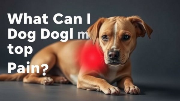 What Can I Give My Dog for Joint Pain? (Remedies & Home Care Guide)