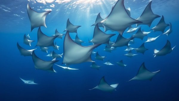 School of sicklefin devil rays swimming gracefully in deep blue ocean.