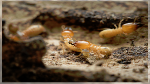 Termite Extermination 