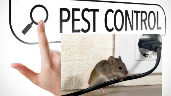 keep pests outdoors with pest control