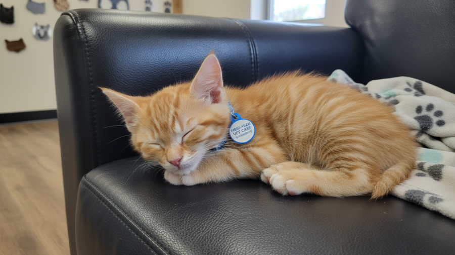 Fluffy tabby kitten relaxing on a black leather chair in Sacramento vet care.