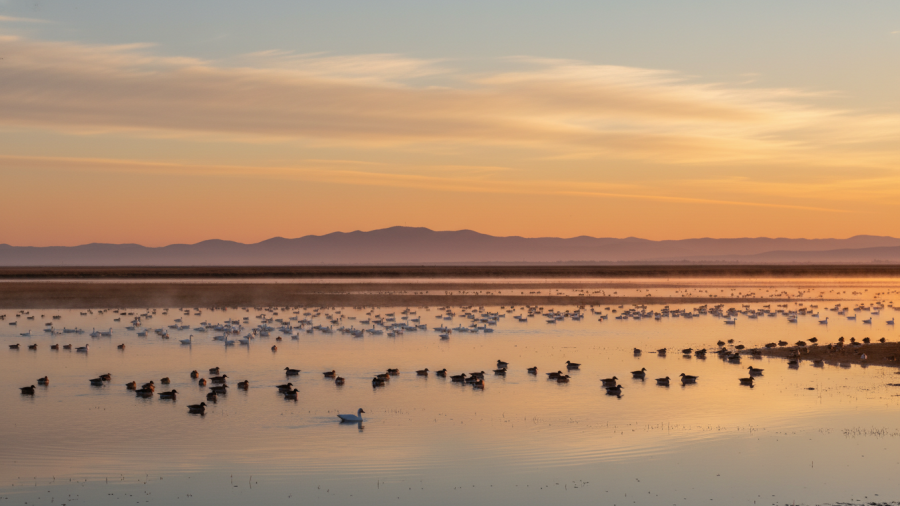 Golden hour at Sacramento National Wildlife Refuge with waterfowl on serene wetlands.