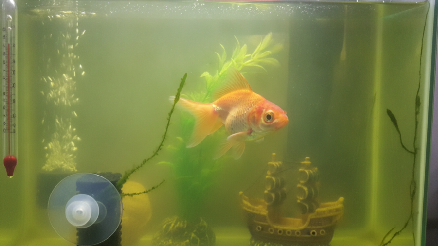Stressed goldfish in a cloudy aquarium, highlighting beginner aquarium mistakes.
