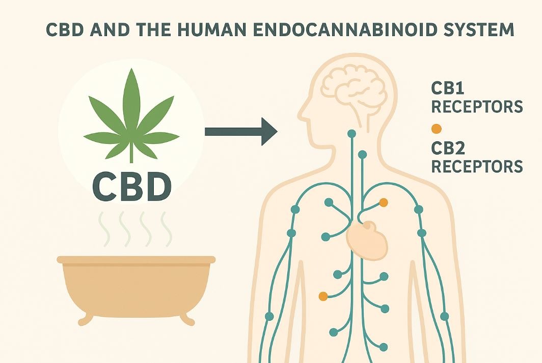 Illustration showing CBD interacting with the body’s endocannabinoid system.