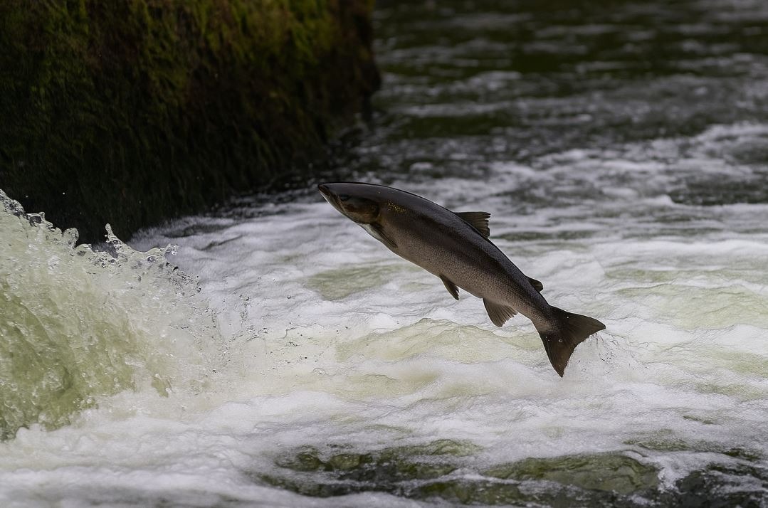 Chinook salmon leaping up the fish ladder at Nimbus Hatchery with fall trees in the background.