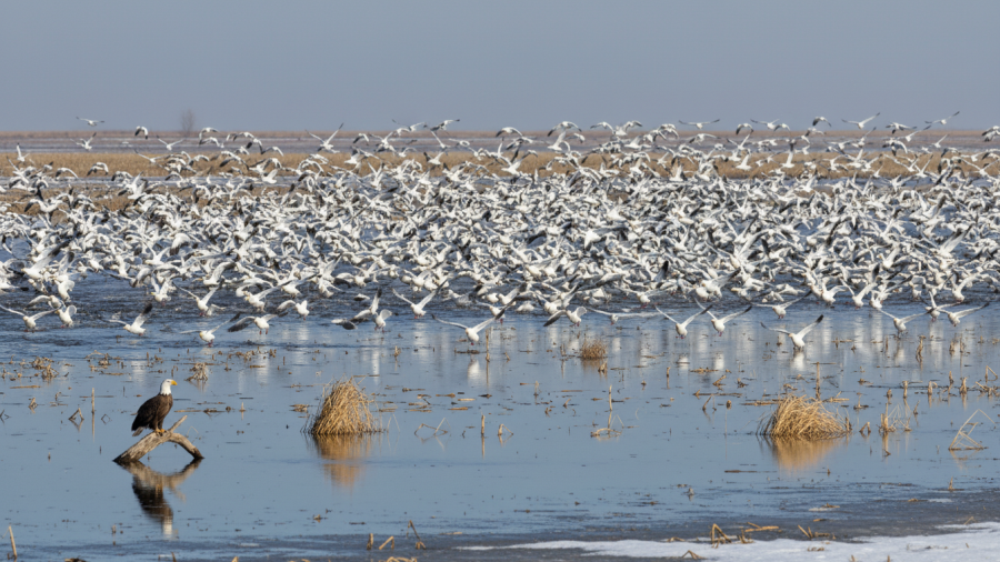 Dramatic winter bird migration scene with thousands of snow geese taking flight.