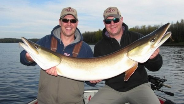 43-1⁄2-inch muskie wins Treeland fly-fishing event in Wisconsin