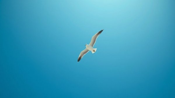 Seagull soaring in a blue sky, illustrating serene freedom.