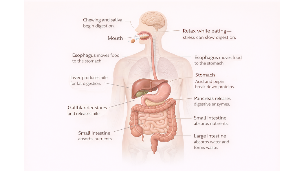 Diagram showing how digestion works, including chewing, stomach acid, digestive enzymes, and nutrient absorption related to indigestion.