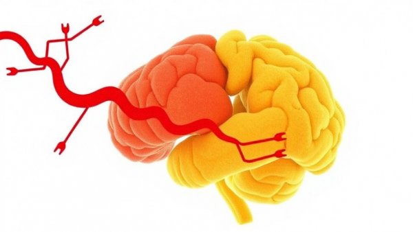 The Roles of Phenylalanine and Tyrosine in Lifespan