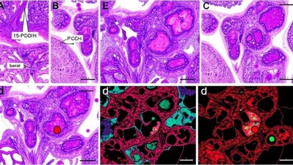 15-PGDH inhibition cartilage regeneration histological analysis.
