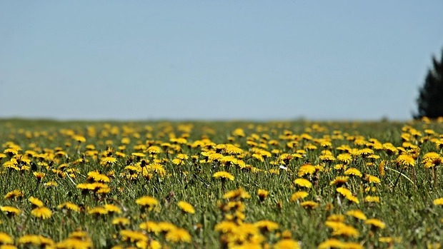 A vibrant field of dandelions showcasing their health benefits and use in herbal remedies.