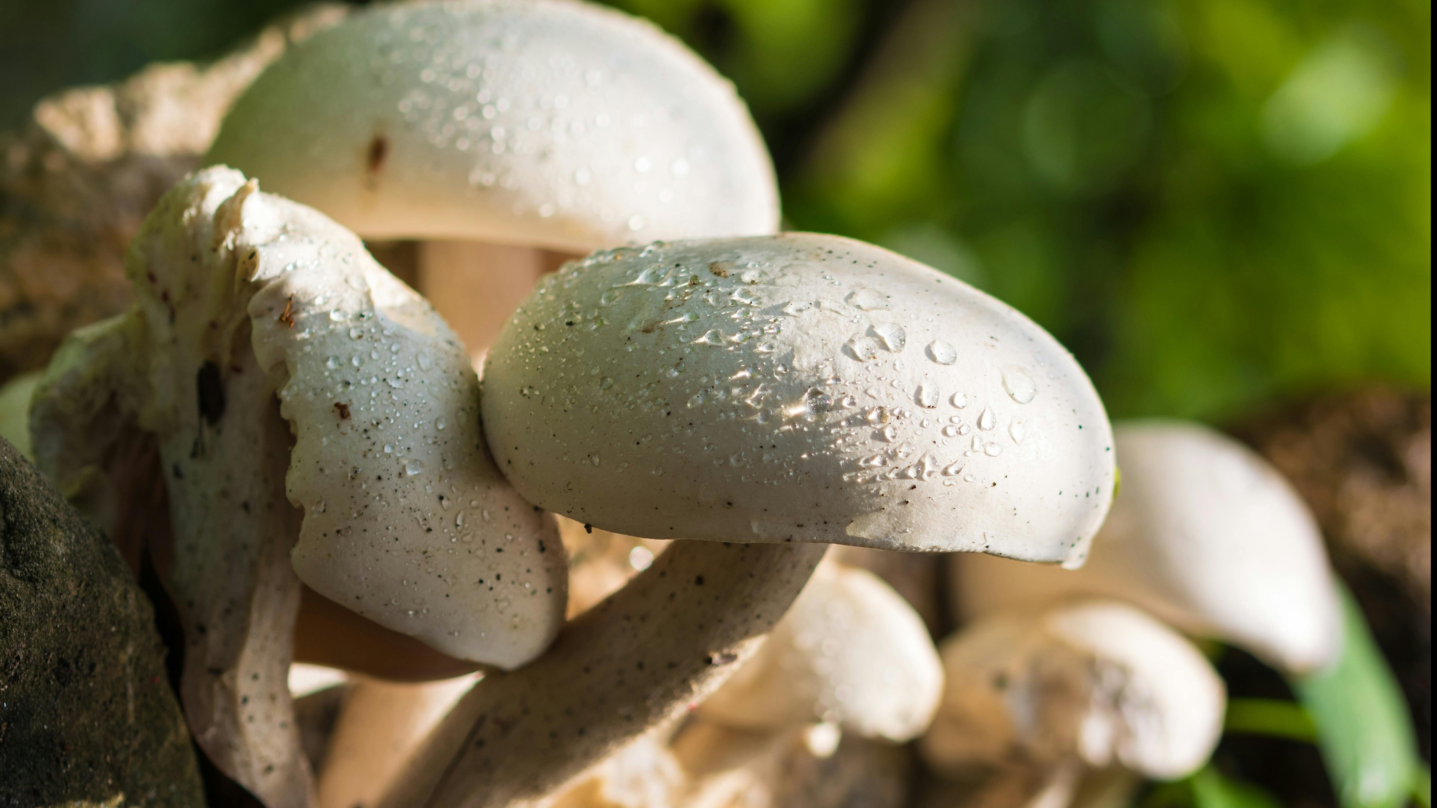 6 Mighty Mushrooms For Immune Health