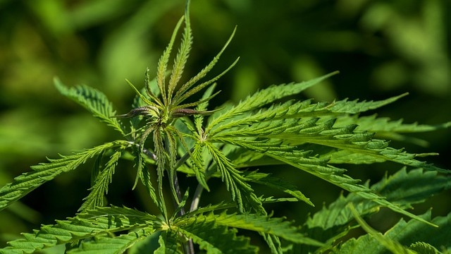 Hemp shop owner holding closed sign, cartoon illustration