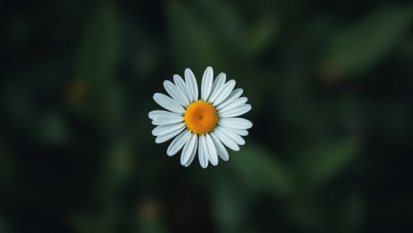 Close-up of white daisy highlighting simplicity and focus, representing clarity in leadership.