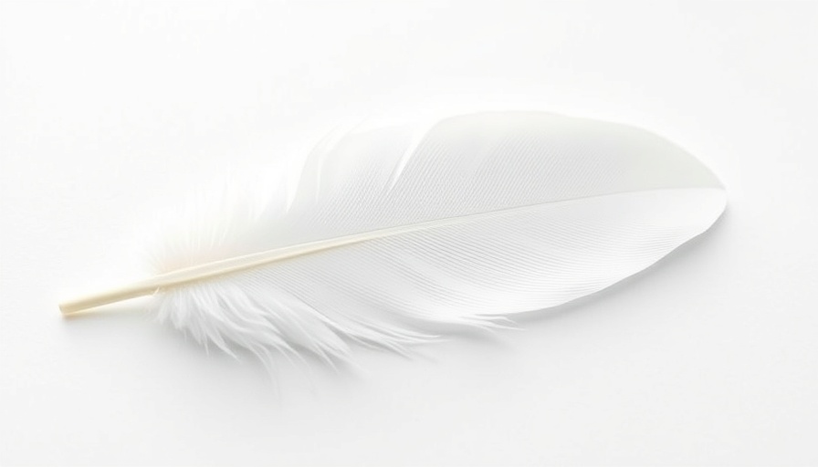 Delicate white feather isolated on plain background, seeing white feathers.