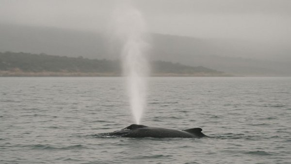 Humpback whale exhaling mist in ocean near distant coastline.