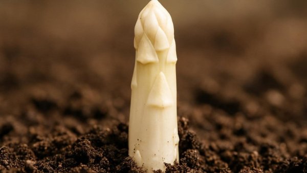 Close-up of white asparagus growing in soil, illustrating Spargel kaufen in Schleswig-Holstein.