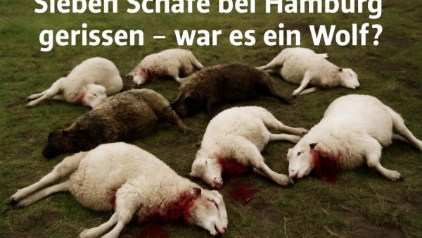 Sieben Schafe bei Hamburg gerissen – war es ein Wolf?