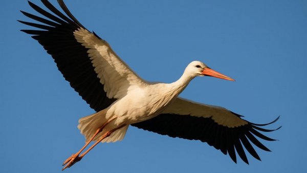 Erschossener Storch in Braak soaring in blue sky