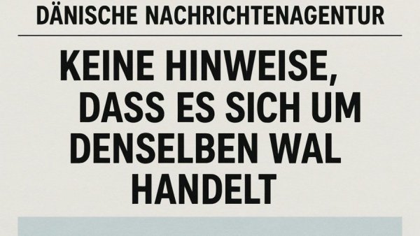 Dänische Nachrichtenagentur: Keine Hinweise, dass es sich um denselben Wal handelt