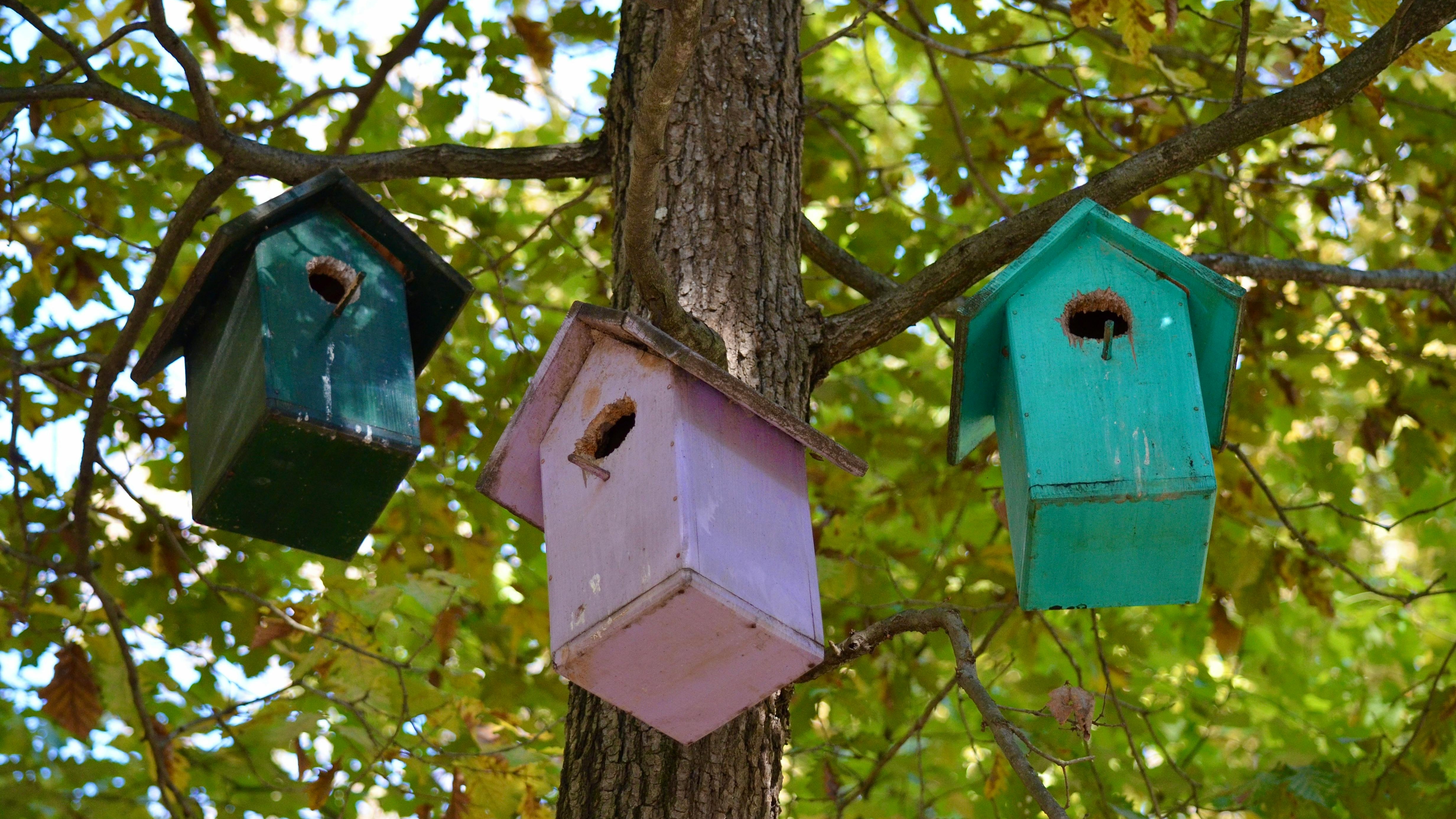 Serene bird on berry branch in a small garden setting.