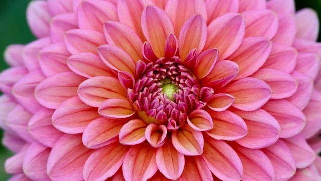 Blooming spring garden with native shade perennials