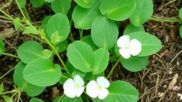 How to Get Rid of Bindweed Organically