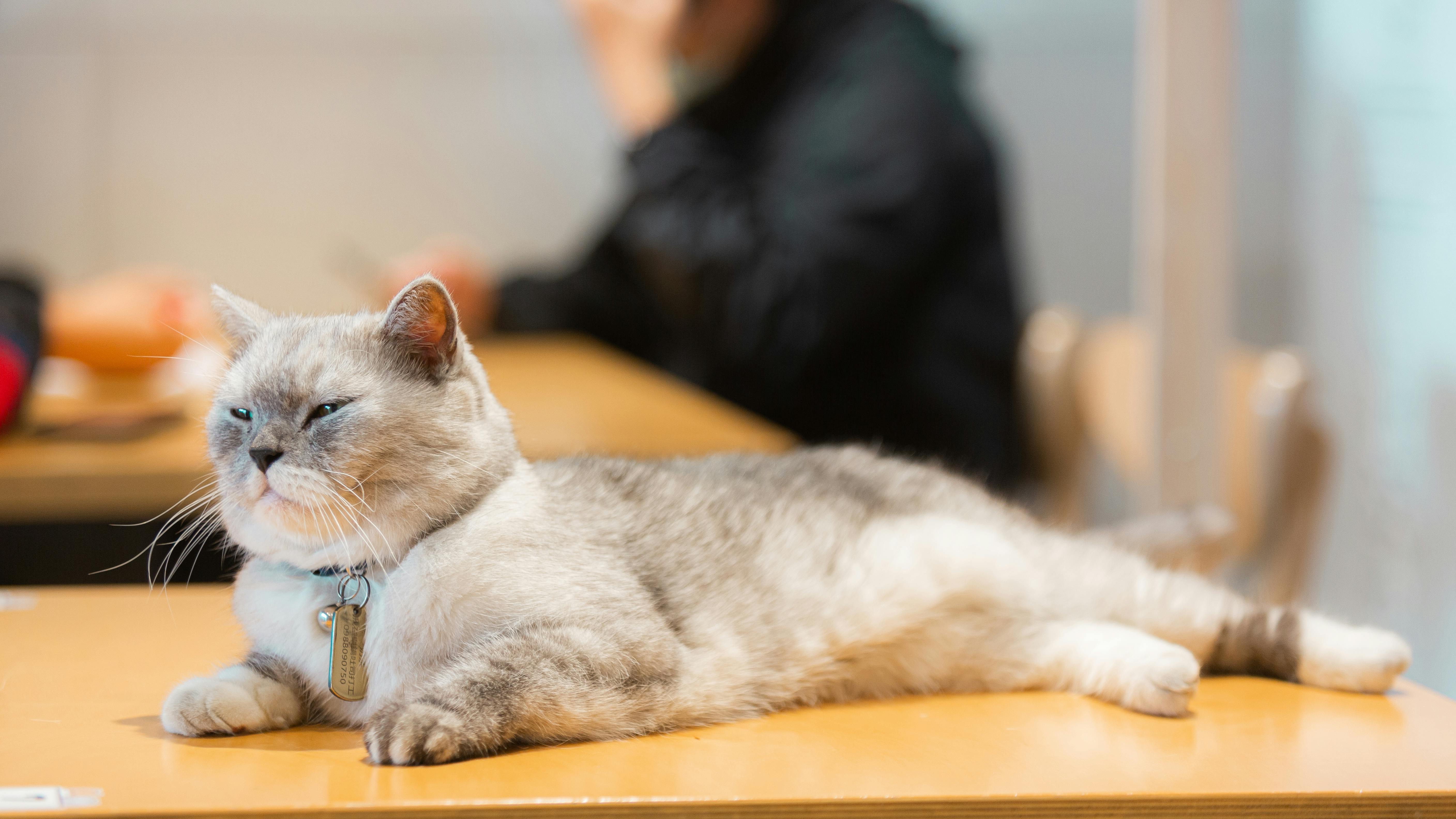 Fluffy black cat with bright eyes in soft focus.
