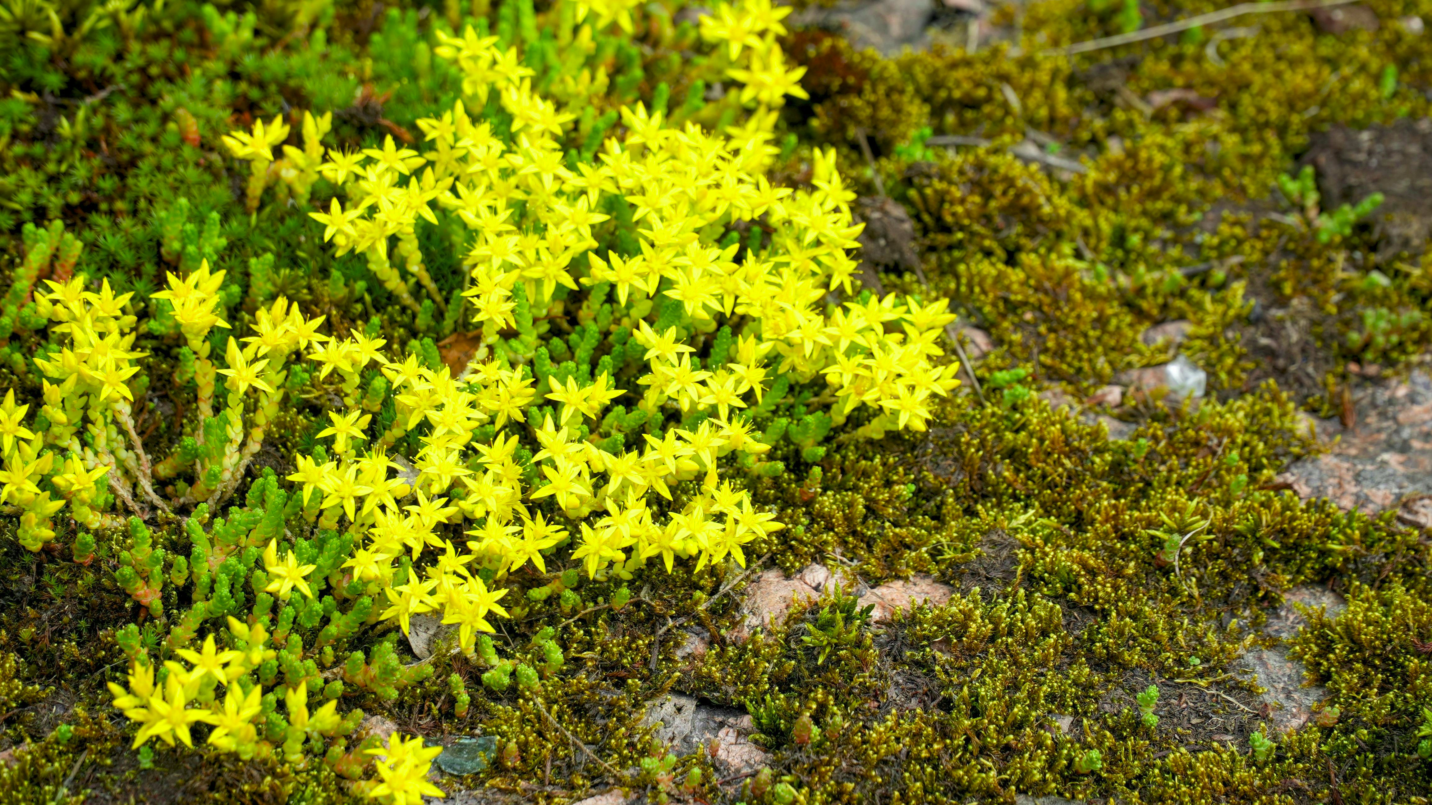 Green Acres on Grove Road