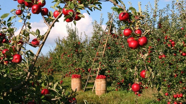 Girl picking apples in a sunny orchard near Omaha