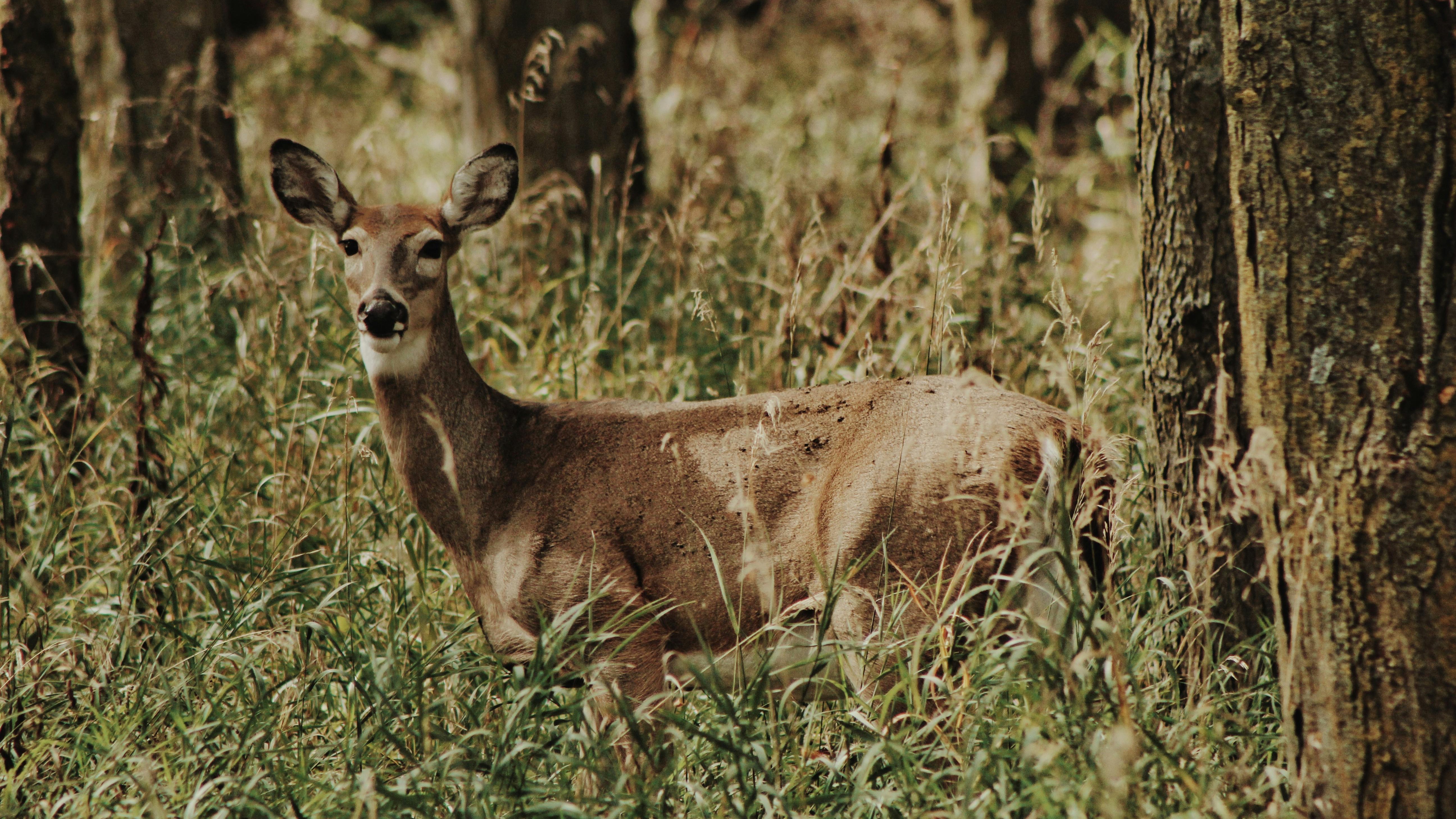 Graceful sandhill crane landing on a riverbank, Nature Conservancy in Nebraska.