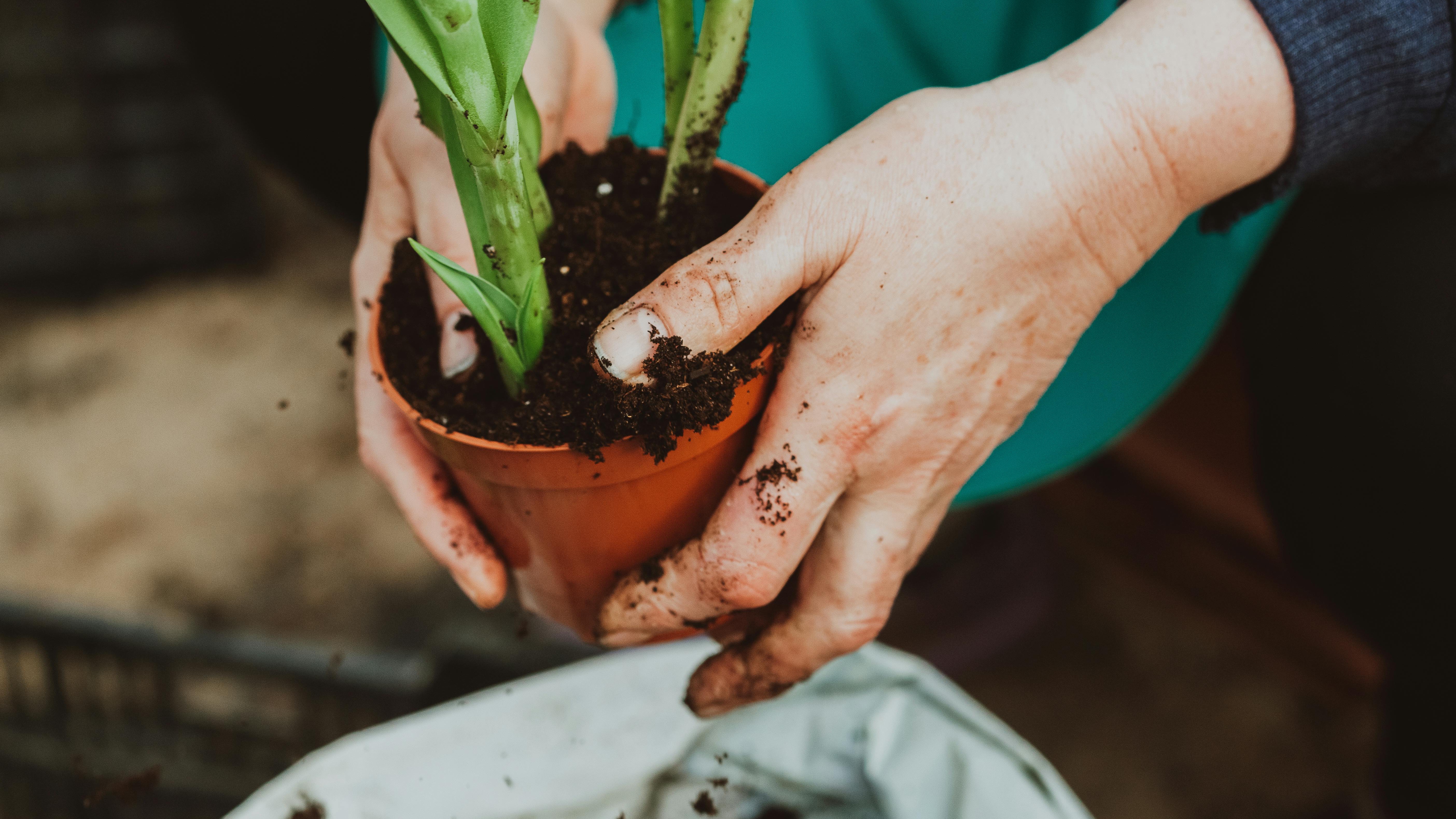 Best Perennial Fruit Plants