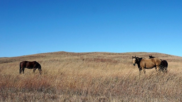 Nebraska Guard Assists with Pressey Park Wildfire