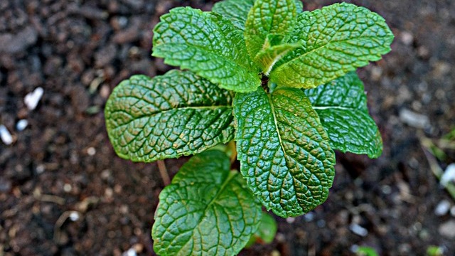 Applying Permaculture Principles to the Garden